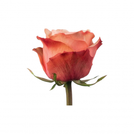 Trandafir ecuador Kahala Garden Peach 50 cm [1]