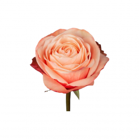 Trandafir ecuador Kahala Garden Peach 50 cm [2]