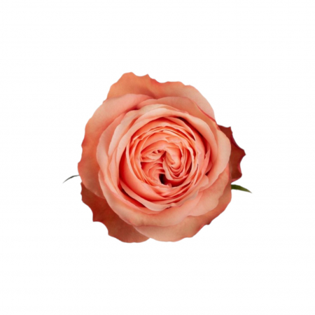 Trandafiri - Trandafir ecuador Kahala Garden Peach 70 cm