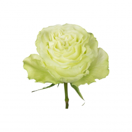Trandafir ecuador Lemonade Premium Verde 40 cm [2]