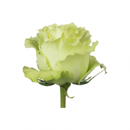 Trandafir ecuador Lemonade Premium Verde 60 cm [1]