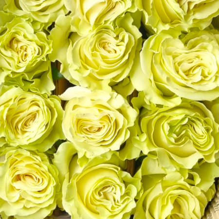 Trandafir ecuador Lemonade Premium Verde 60 cm [4]