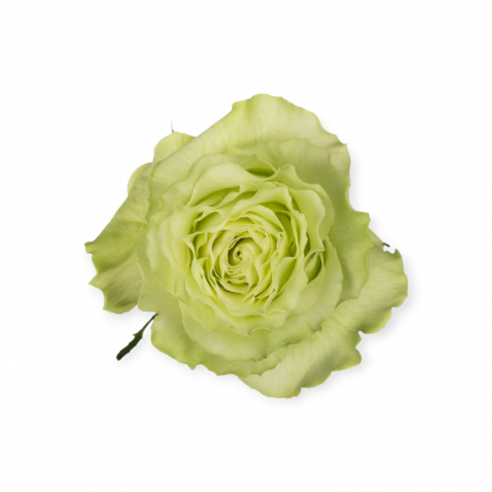 Trandafir ecuador Lemonade Premium Verde 70 cm