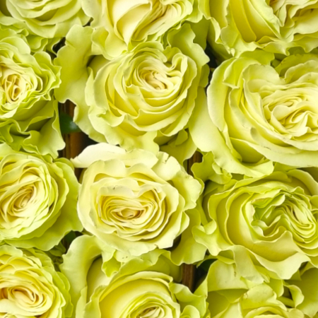 Trandafir ecuador Lemonade Premium Verde 70 cm [3]