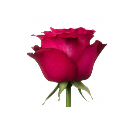 Trandafir ecuador Lola Super Premium Roz 40 cm [1]