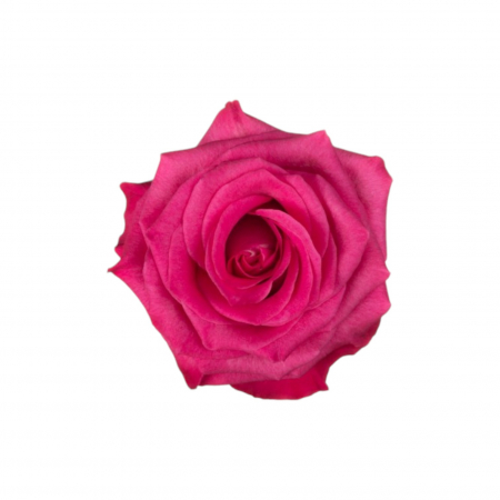 Trandafiri - Trandafir ecuador Lola Super Premium Roz 60 cm