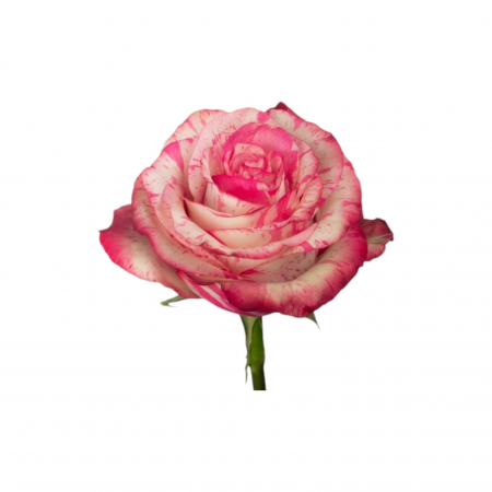 Trandafir ecuador Magic Times Super Premium Alb Roz 40 cm [2]