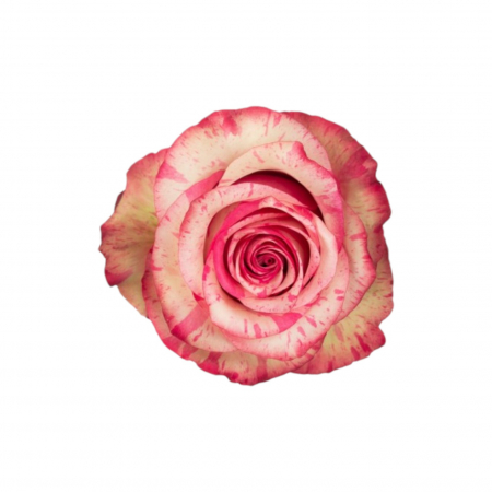 Trandafiri - Trandafir ecuador Magic Times Super Premium Alb Roz 60 cm