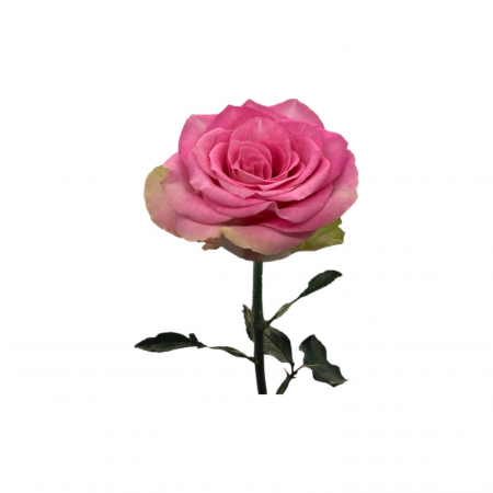 Trandafir ecuador Malibu Standard Bicolor 60 cm [1]