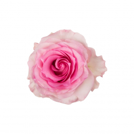 Trandafiri - Trandafir ecuador Mandala Super Premium Roz 70 cm