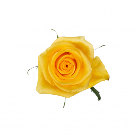 Trandafiri - Trandafir ecuador Momentum Super Premium Galben 60 cm