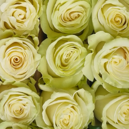 Trandafir ecuador Mondial Super Premium Alb 40 cm [3]