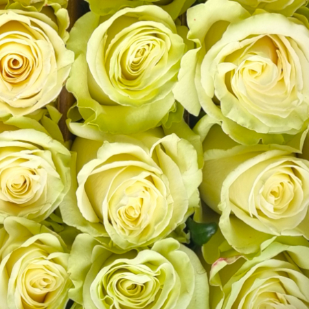 Trandafir ecuador Mondial Super Premium Alb 50 cm [4]