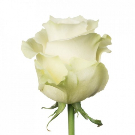Trandafir ecuador Mondial Super Premium Alb 60 cm [1]