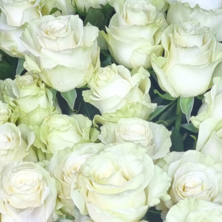 Trandafir ecuador Mondial Super Premium Alb 60 cm [6]