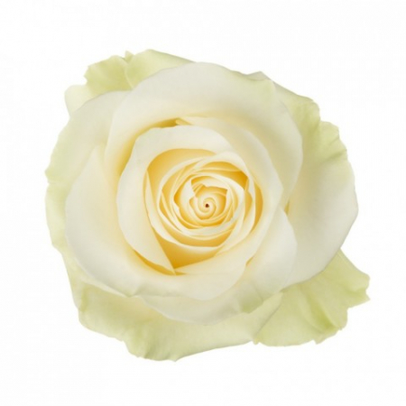 Trandafiri - Trandafir ecuador Mondial Super Premium Alb 80 cm