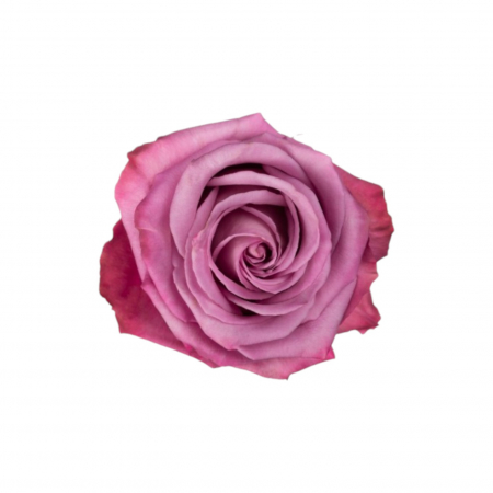 Trandafiri - Trandafir ecuador Moody Blues Premium Mov 80 cm