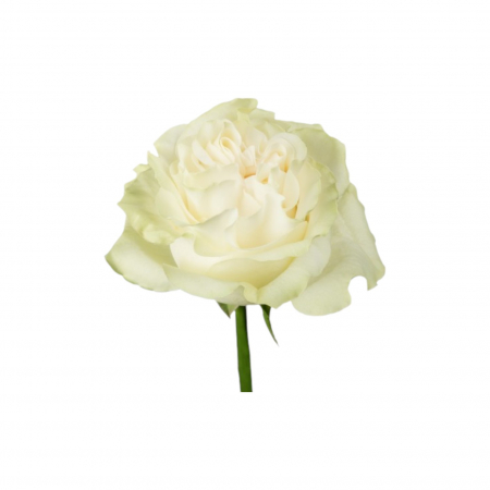 Trandafir ecuador Moonstone Premium Alb 70 cm [2]