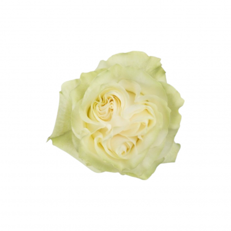 Trandafiri - Trandafir ecuador Moonstone Premium Alb 70 cm