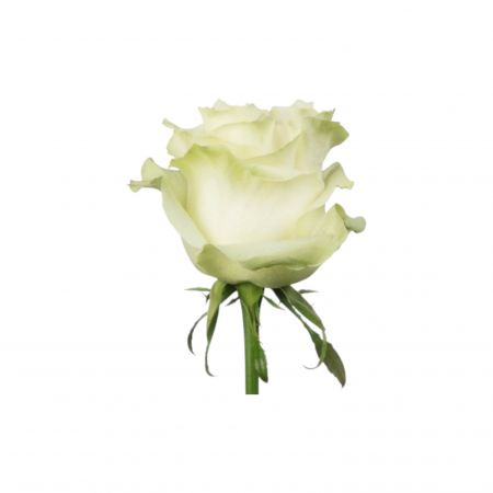 Trandafir ecuador Moonstone Premium Alb 80 cm [1]