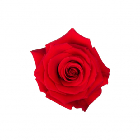 Trandafiri - Trandafir ecuador Nina Premium Rosu 60 cm