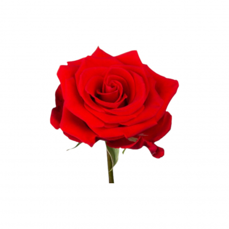 Trandafir ecuador Nina Premium Rosu 80 cm [2]