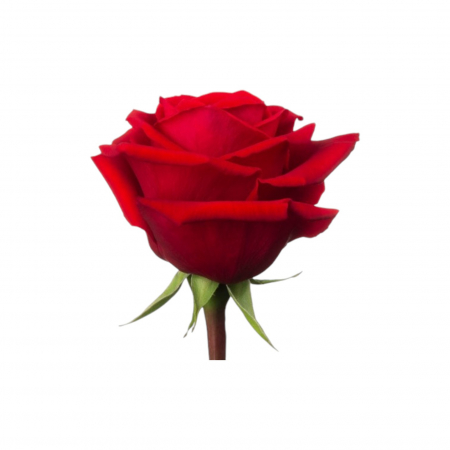 Trandafir ecuador Nina Premium Rosu 80 cm [1]