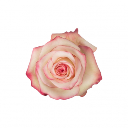 Trandafiri - Trandafir ecuador Paloma Super Premium Alb 50 cm