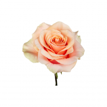 Trandafir ecuador Phoenix Super Premium Peach 60 cm [2]