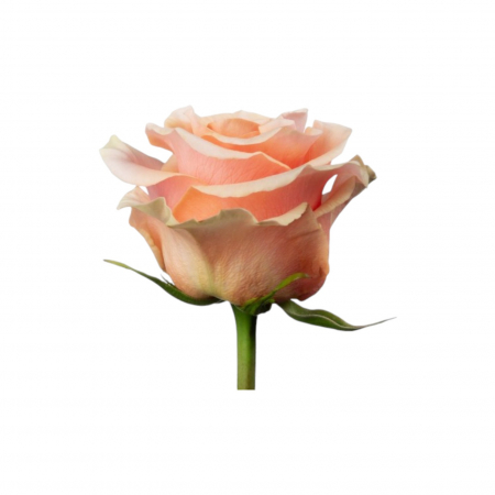 Trandafir ecuador Phoenix Super Premium Peach 70 cm [1]