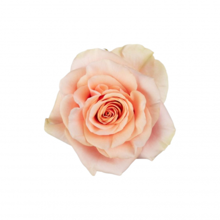 Trandafiri - Trandafir ecuador Phoenix Super Premium Peach 80 cm