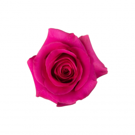 Trandafir ecuador Pink Floyd Premium Roz 50 cm