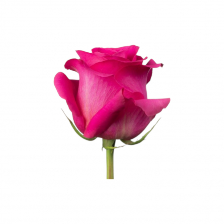 Trandafir ecuador Pink Floyd Premium Roz 50 cm [1]