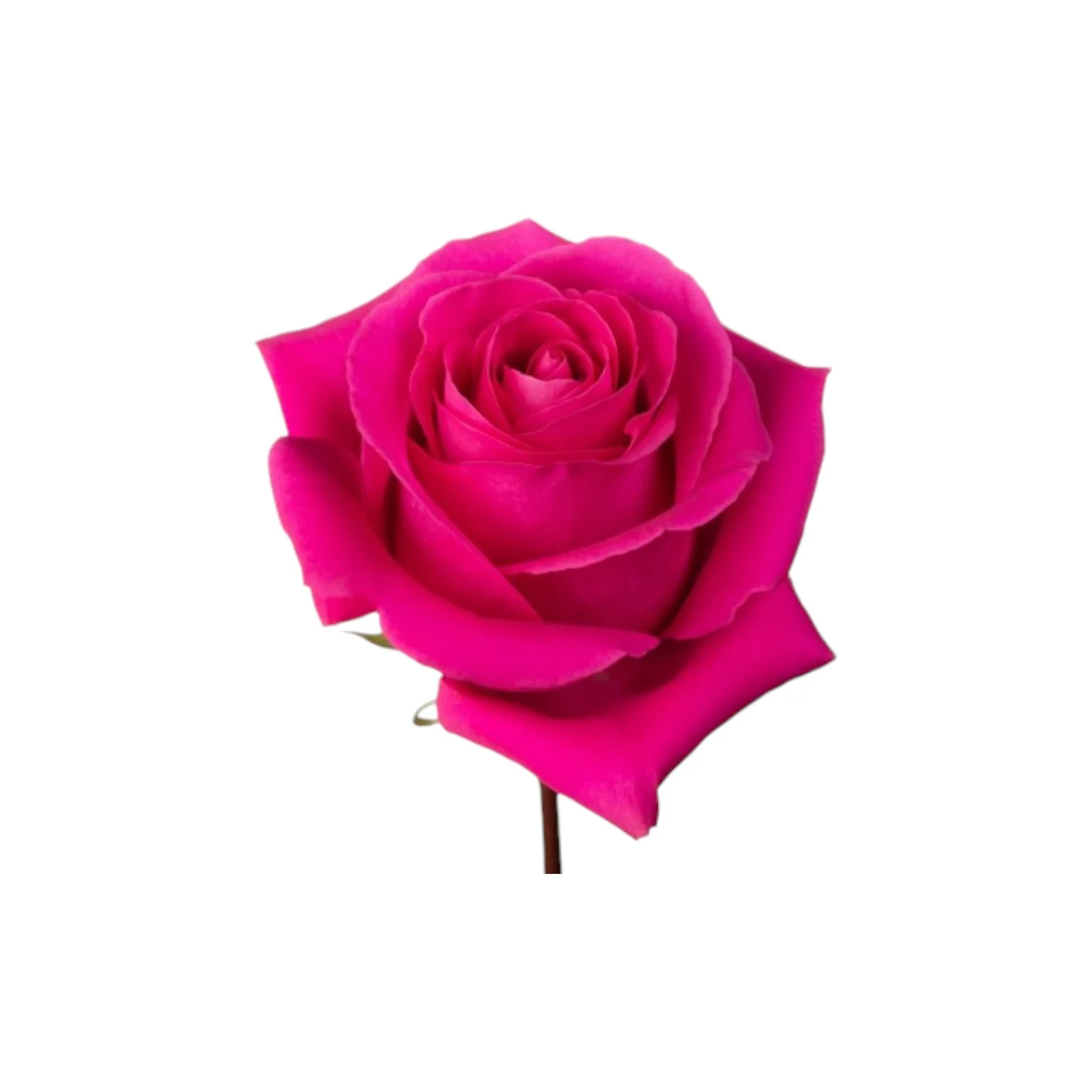 Trandafir ecuador Pink Floyd Premium Roz 60 cm [2]