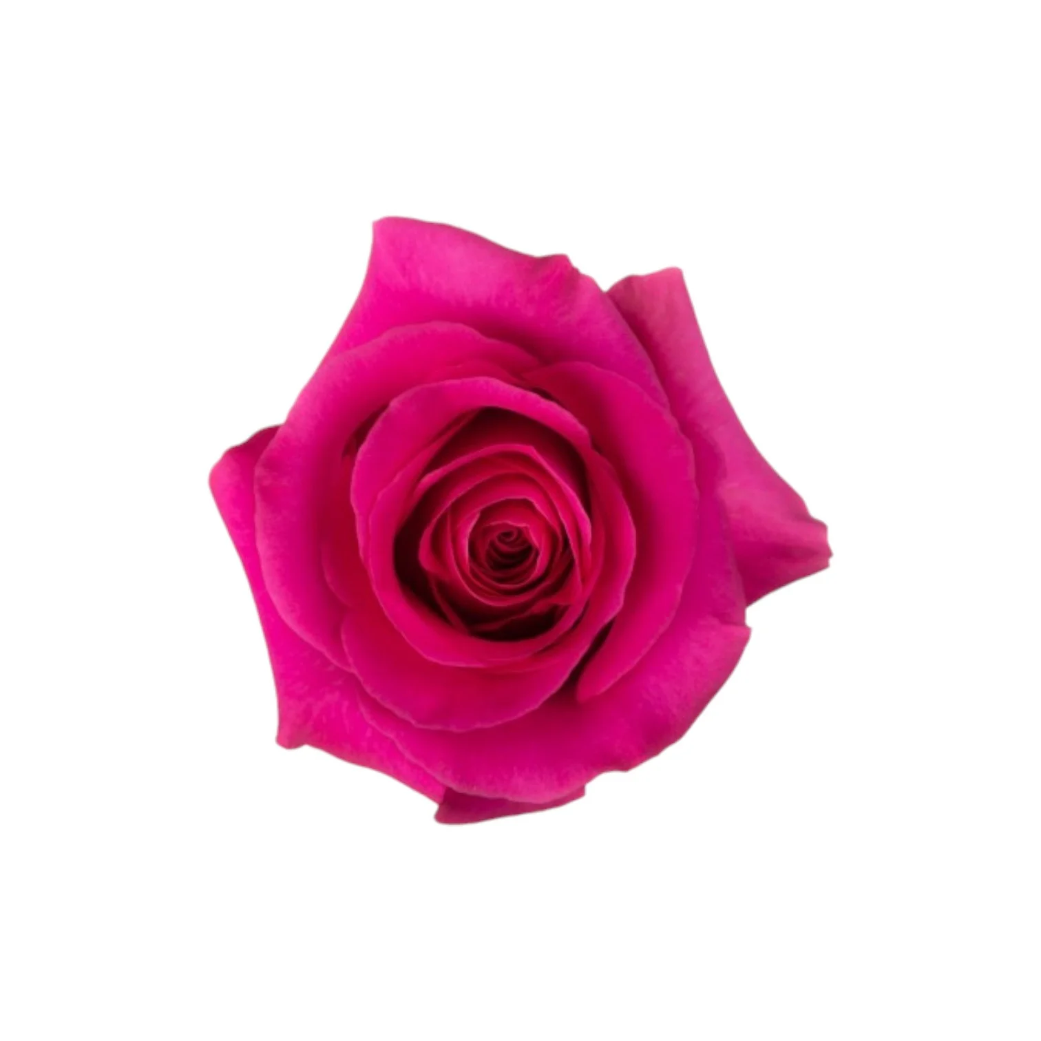 Trandafiri - Trandafir ecuador Pink Floyd Premium Roz 60 cm