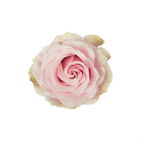 Trandafiri - Trandafir ecuador Pink Mondial Super Premium Roz 60 cm