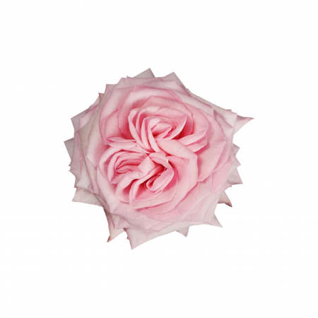 Trandafiri - Trandafir ecuador Pink Ohara Garden Roz 60 cm