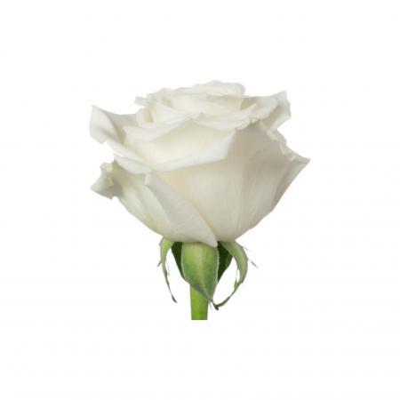 Trandafir ecuador Playa Blanca Super Premium Alb 60 cm [1]