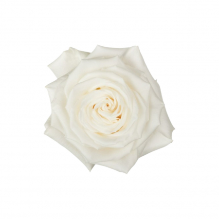 Trandafiri - Trandafir ecuador Playa Blanca Super Premium Alb 70 cm