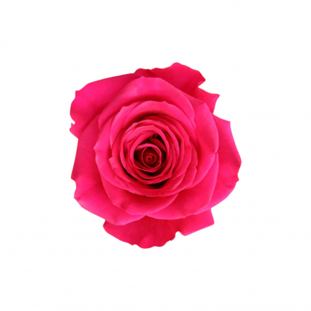 Trandafiri - Trandafir ecuador Queen Berry Premium Roz 60 cm