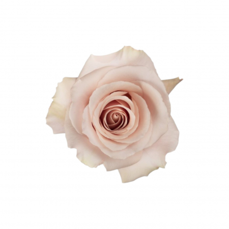 Trandafiri - Trandafir ecuador Quicksand Super Premium Peach 80 cm