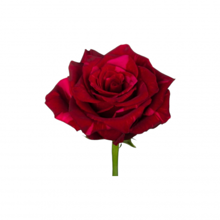 Trandafir ecuador Red Panther Super Premium Rosu Bicolor 50 cm [2]