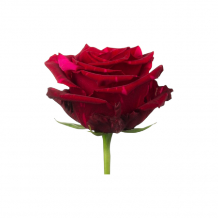 Trandafir ecuador Red Panther Super Premium Rosu Bicolor 60 cm [1]