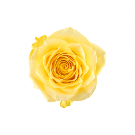 Trandafiri - Trandafir ecuador Rise & Shine Premium Galben 60 cm