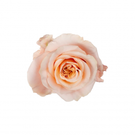 Trandafiri - Trandafir ecuador Shimmer Premium Peach 70 cm