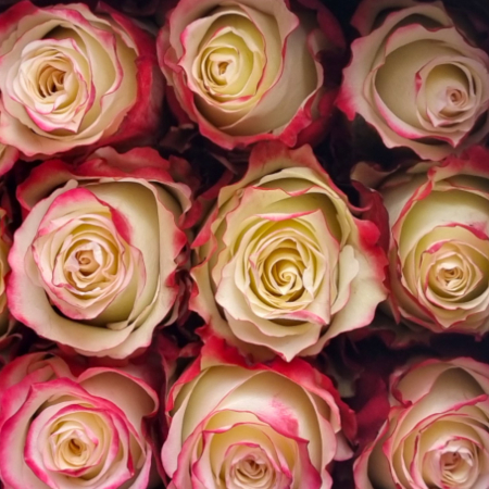 Trandafir ecuador Sweetness Standard Bicolor Alb Rosu 50 cm [4]