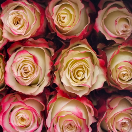 Trandafir ecuador Sweetness Standard Bicolor Alb Rosu 50 cm [3]