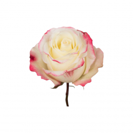 Trandafir ecuador Sweetness Standard Bicolor Alb Rosu 60 cm [2]