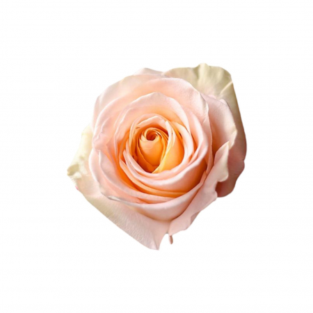 Trandafiri - Trandafir ecuador Tiffany Super Premium Peach 50 cm