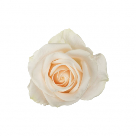 Trandafiri - Trandafir ecuador Vendela Standard Alb 50 cm